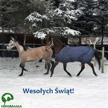 Wigilia i Zawody Stajenne