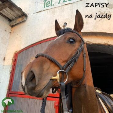Nowości w zapisach na jazdy